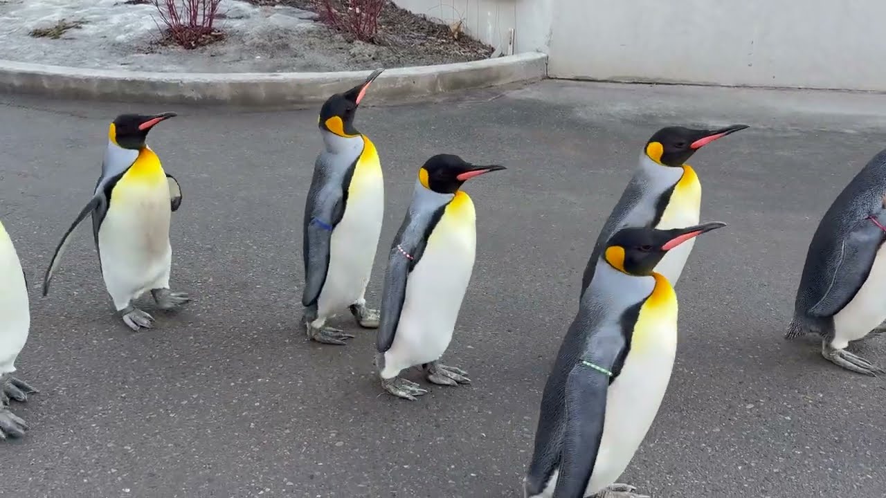 Adorable King Penguins Parade at the Zoo (2025 January 15)