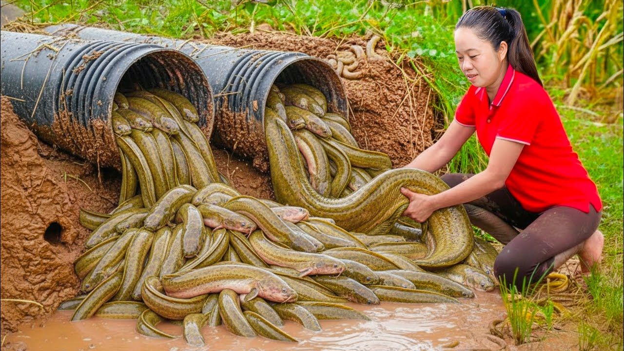 Harvesting 3000+ Hybrid Eels & Goes to Market Sell | Creative eel trap methods of farmers in Japan