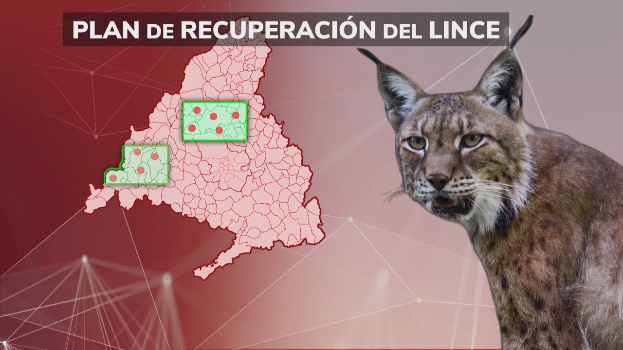 El lince ibérico volverá a la Comunidad de Madrid