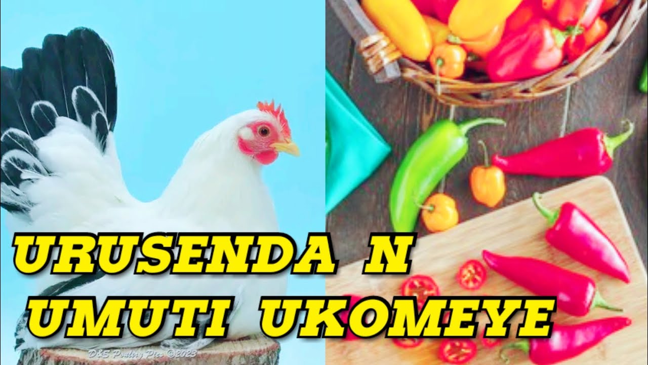 KORESHA URUSENDA WONGERE IBYO WINJIZA #urusenda numuti ukomeye