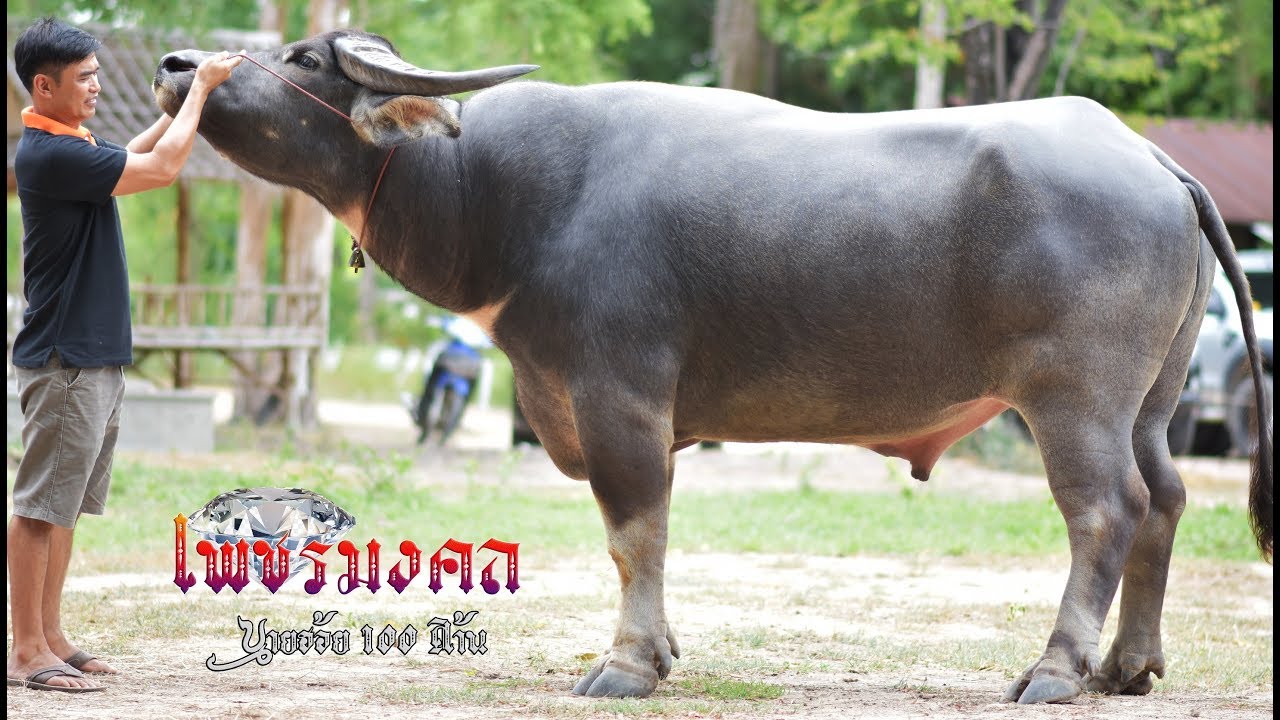 EP.51 เจ้าเพชรมงคล ควายหนุ่มหล่อ พันธุกรรมเยี่ยม เมืองอุทัยธานี โทร 081-395-6297 พี่วินัย