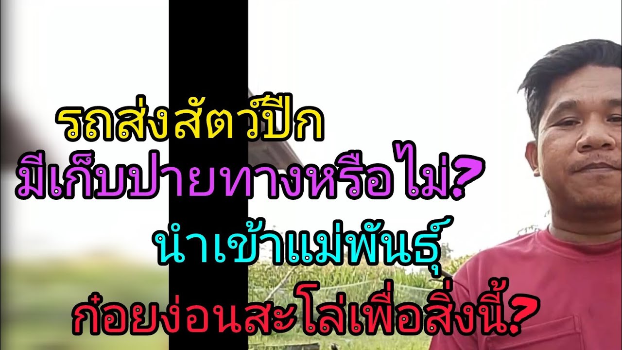 นำเข้าแม่พันธุ์ไก่พื้นเมืองสายพันธุ์ป่าก๋อยโซโล่หลัง
