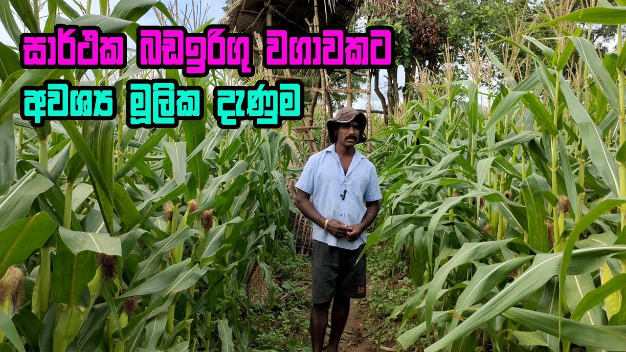 හේනක සාර්ථකව බඩඉරිඟු වගා කරමු  | bada irigu wagawa mula sita | Corn cultivation from start to finish