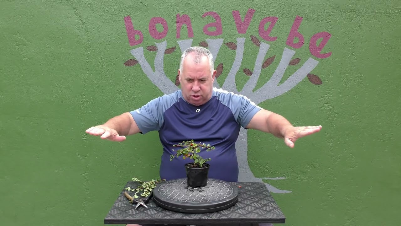 Poda cotoneaster verano 2025.@BonavebedesdeVigoGalicia.