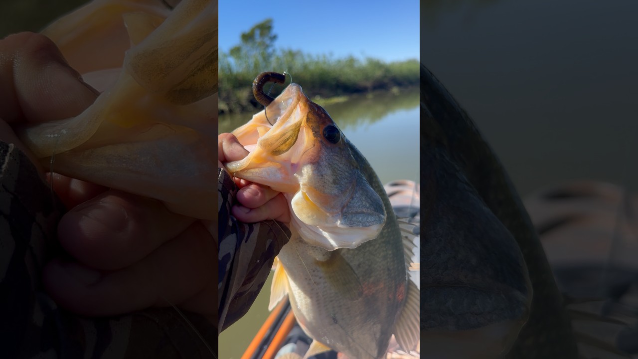 Caught me a nice 4lb Bass! 