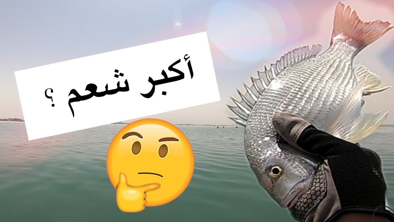 مشاري العبدلي أقوى ورشة لفاح للشعم