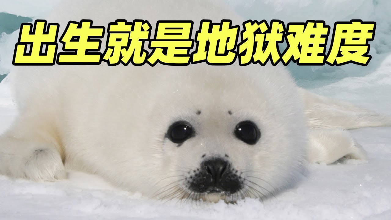 【海豹】出生就是地狱难度 被虎鲸甩天上又算得了什么!How seals grow up alone