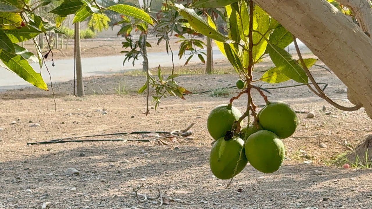 Winter Mangoes in Muscat? 🥭 Exploring Al Khoud’s Fruit Trees & Nature l Oman 🇴🇲 l S A L A R 