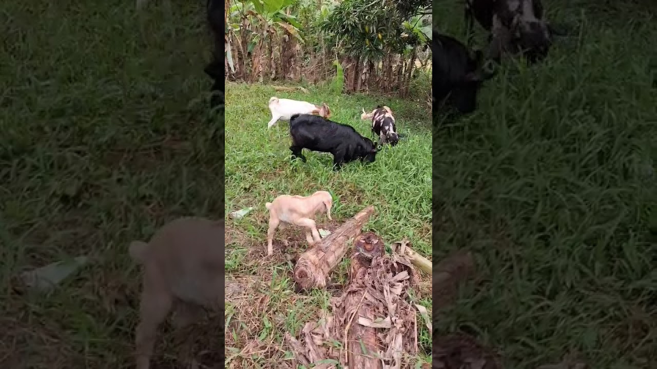 Bingo,(The Noisy One)#goatfarming #buhayprobinsya #farmer #goat