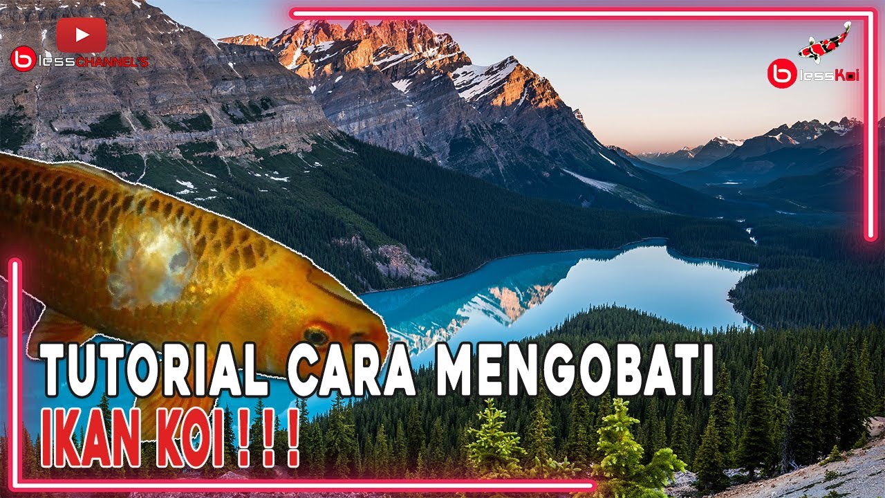 TUTORIAL CARA MENGOBATI IKAN KOI ❗❗❗