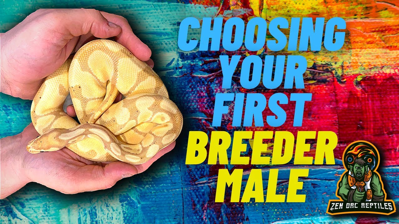 Choosing / Buying Your First Ball Python Male! Things To Think About!