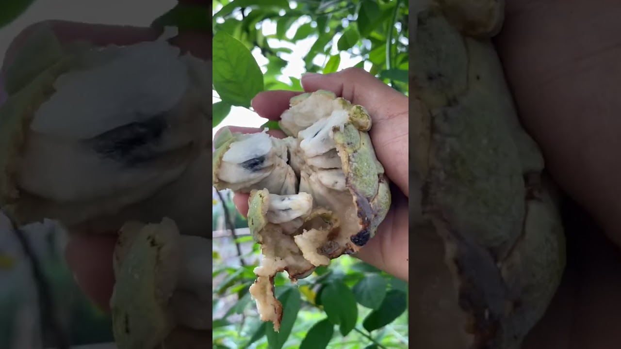 Full panen buah segar #rurallife #shorts (2/3)