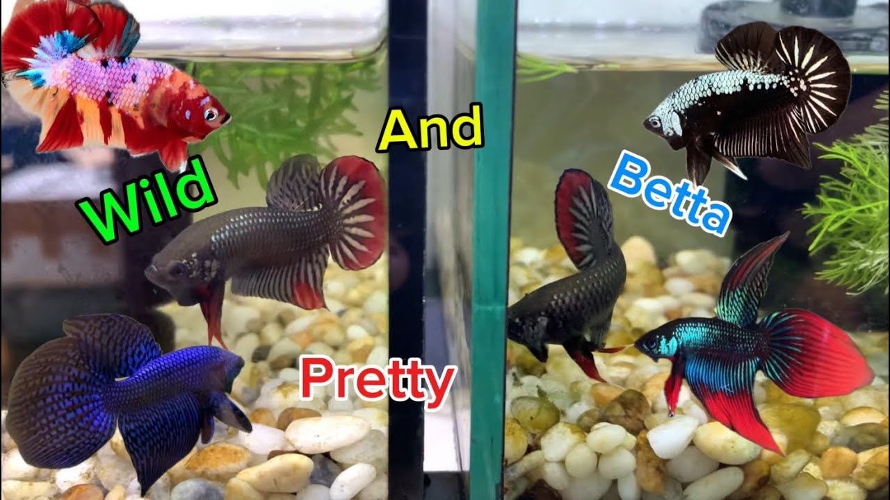 Collection of the most beautiful wild betta fish videos of all time Part9 | Nguyen Tuan Betta