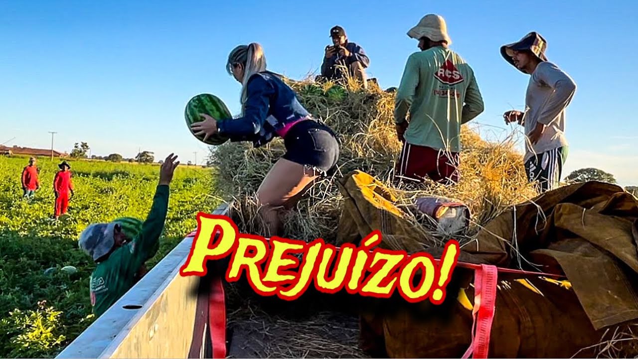 Bati, na roça de melancia!