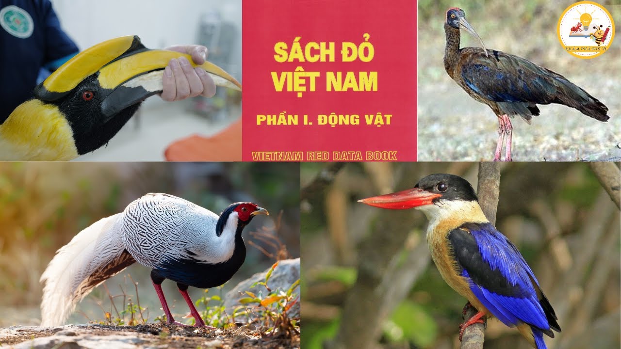 10 loài chim quý hiếm nằm trong SÁCH ĐỎ Việt Nam xem nhanh kẻo tuyệt chủng