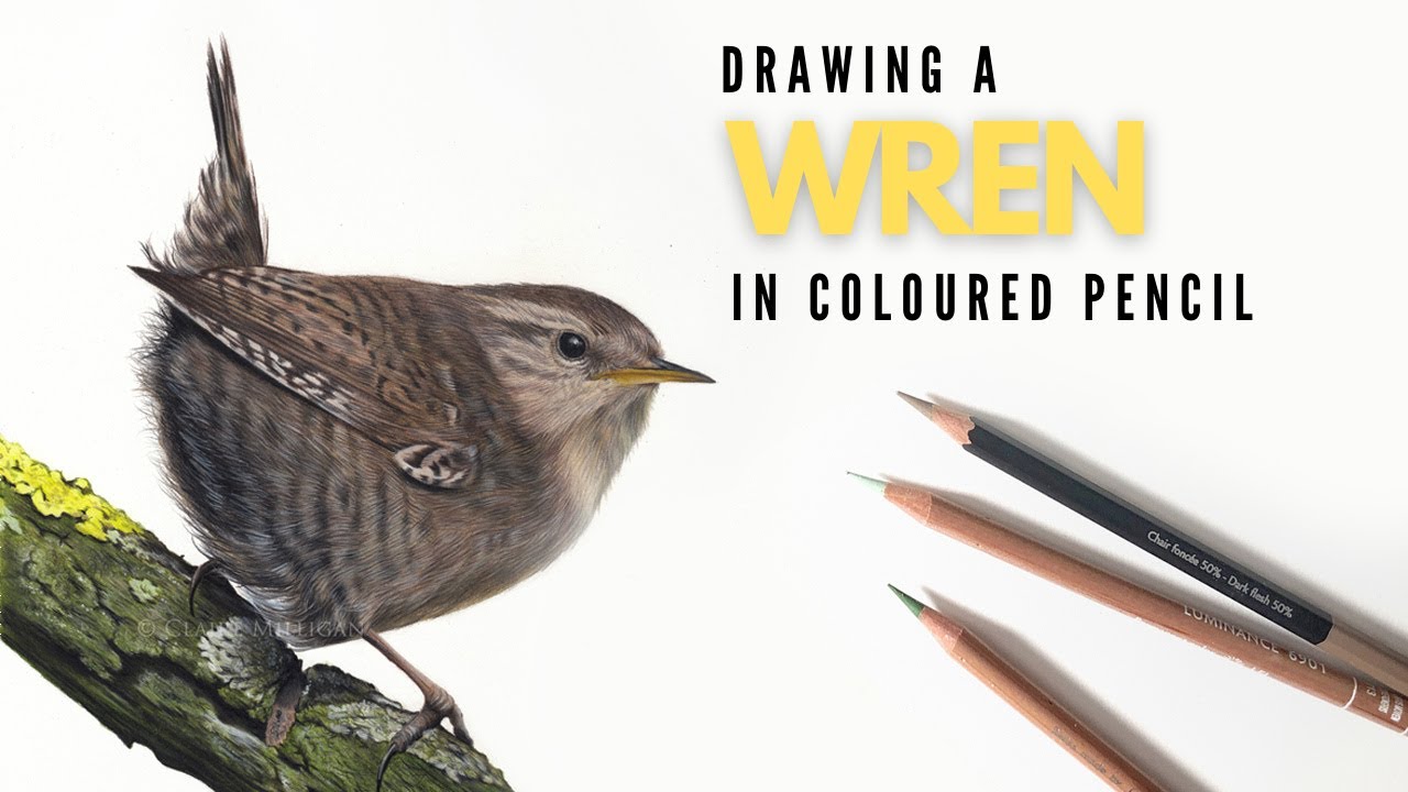 Drawing a Wren In Colored Pencil