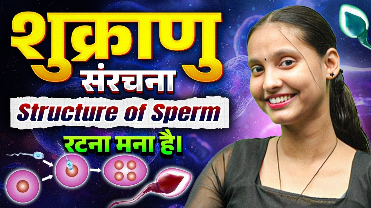 शुक्राणु की संरचना | Structure of Sperm | Class 12 Biology Human Reproduction | Nidhi Mam Biology