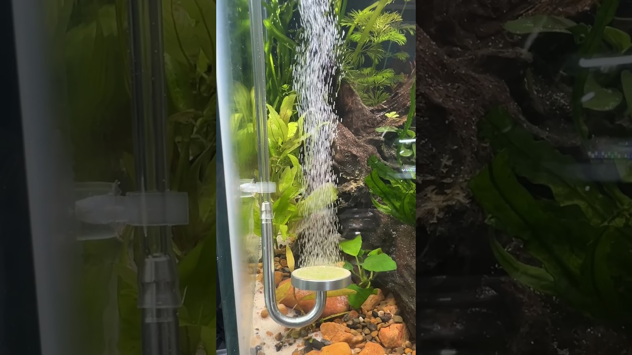Testing out this DIY CO2 kit for my dirted aquarium! #freshwateraquarium