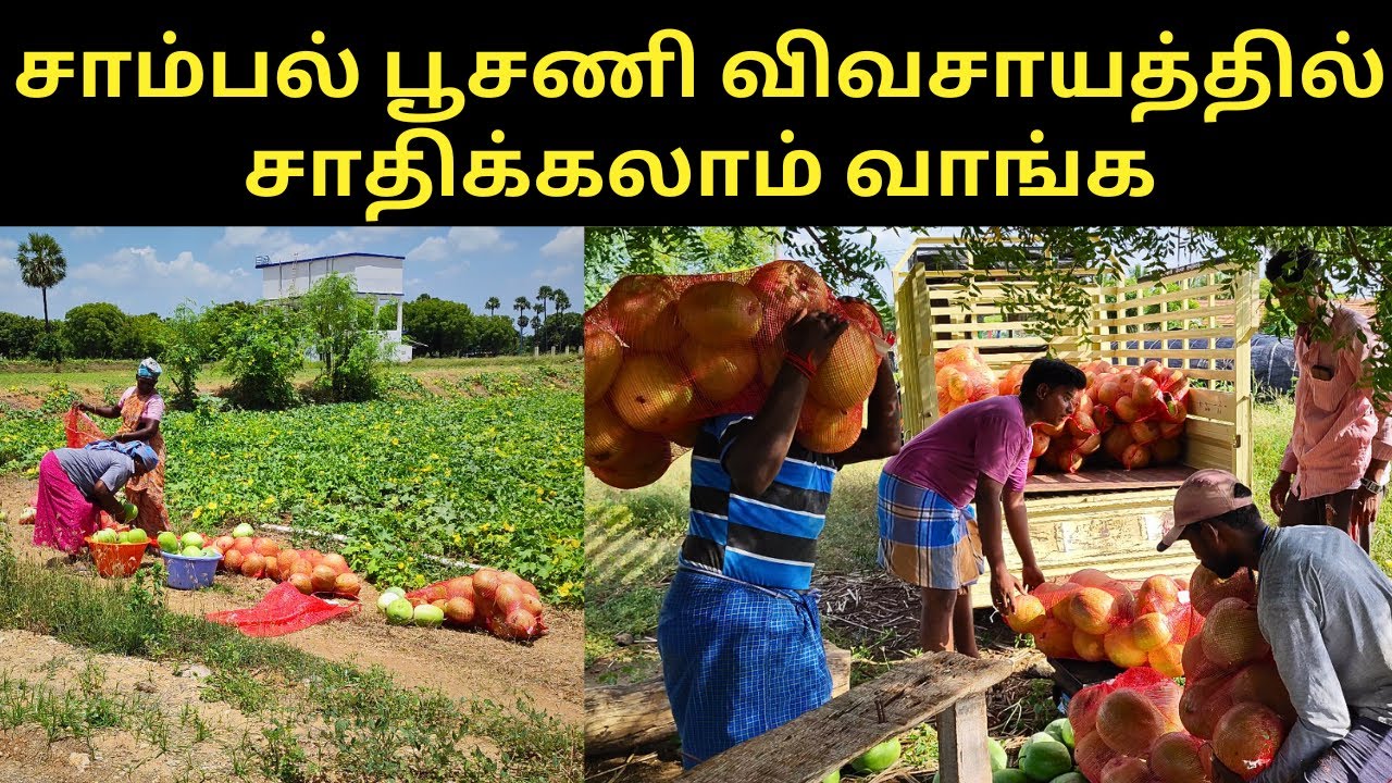 இயற்கை முறையில் சாம்பல் பூசணி பயிரிடும் முறை🔥Organic Ash Gourd Cultivation