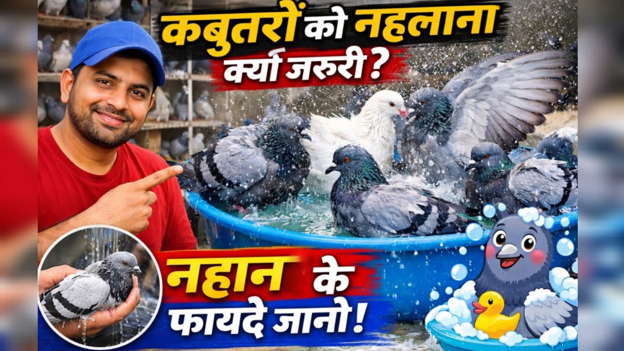 कबूतरों को नहलाना क्यों जरूरी है? 😱 5 हैरान कर देने वाले फायदे | Pigeon Care Tips #IndianPigeon #rj 