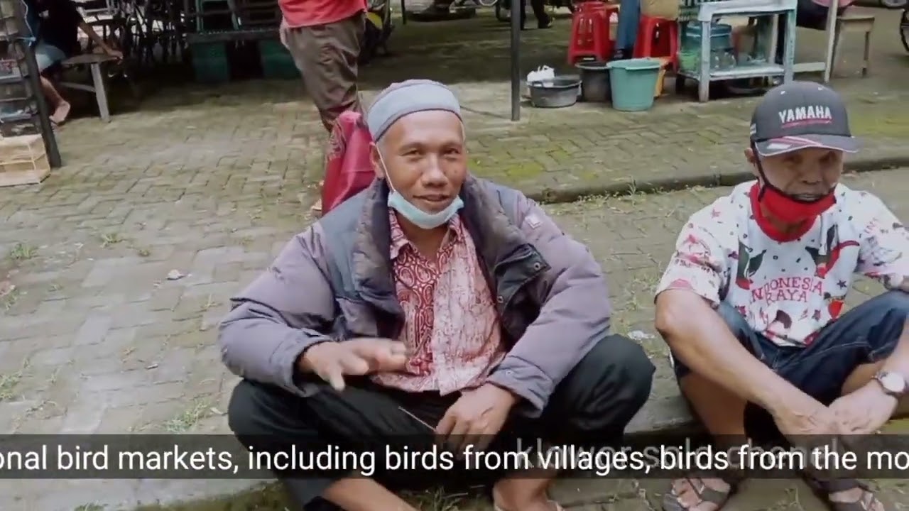 Ya ampun pasar burung sebelum di renovasi penjuwal dari desa gunung kumpul nya di sini