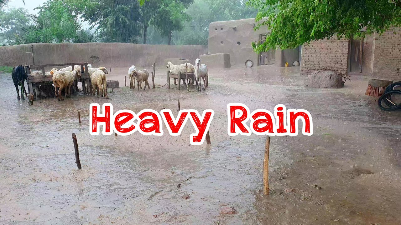 Suddenly Heavy Rain Started In My Beautiful Village