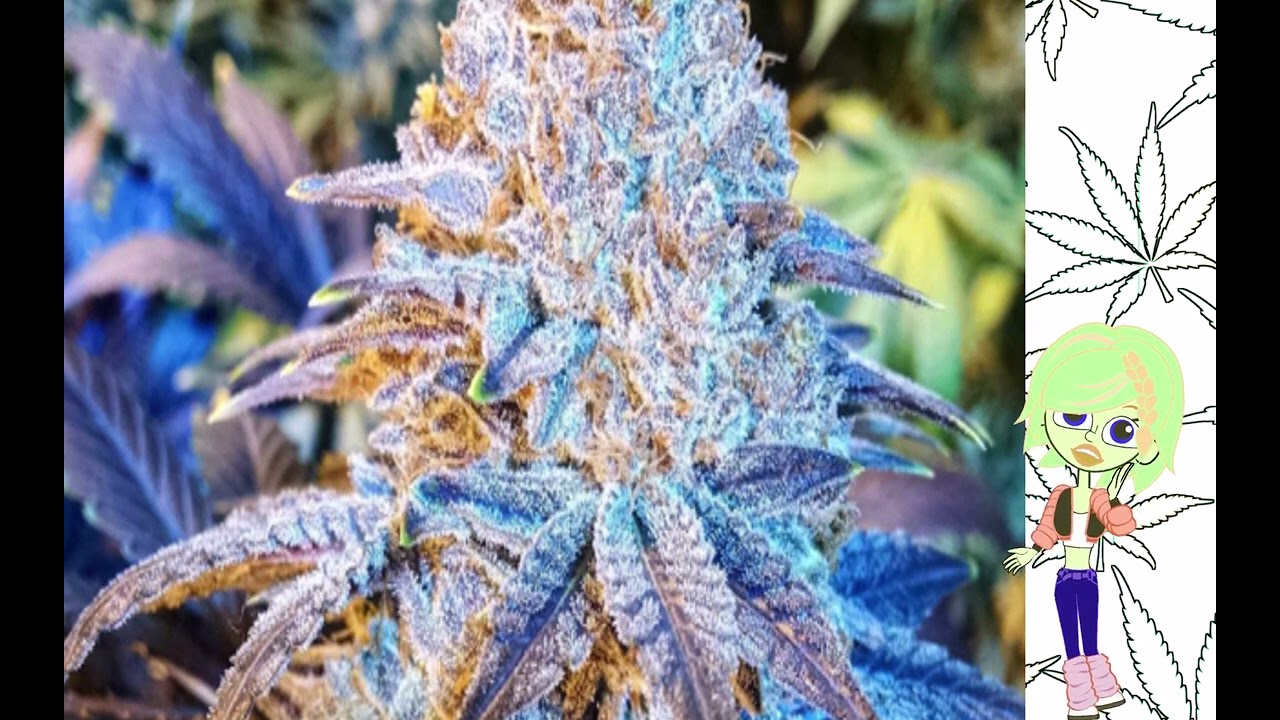 Mandarin Sunset   Ethos Genetics