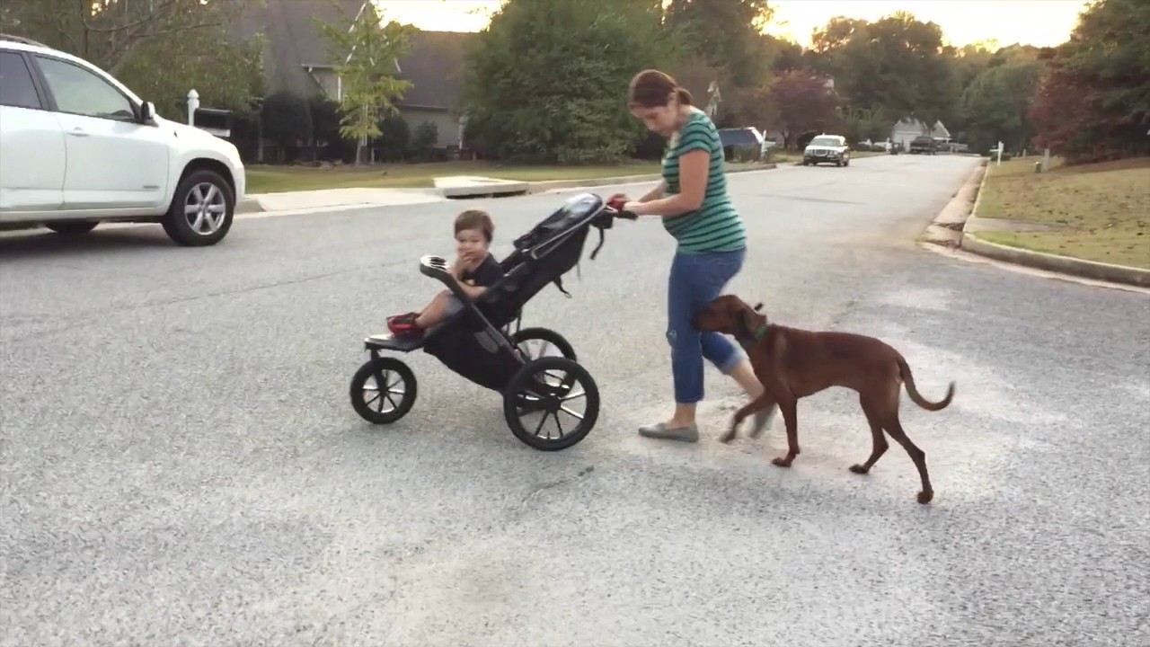 11 Month Old Redbone Coonhound "Scarlet" Before/After Video | Georgia Dog Trainers