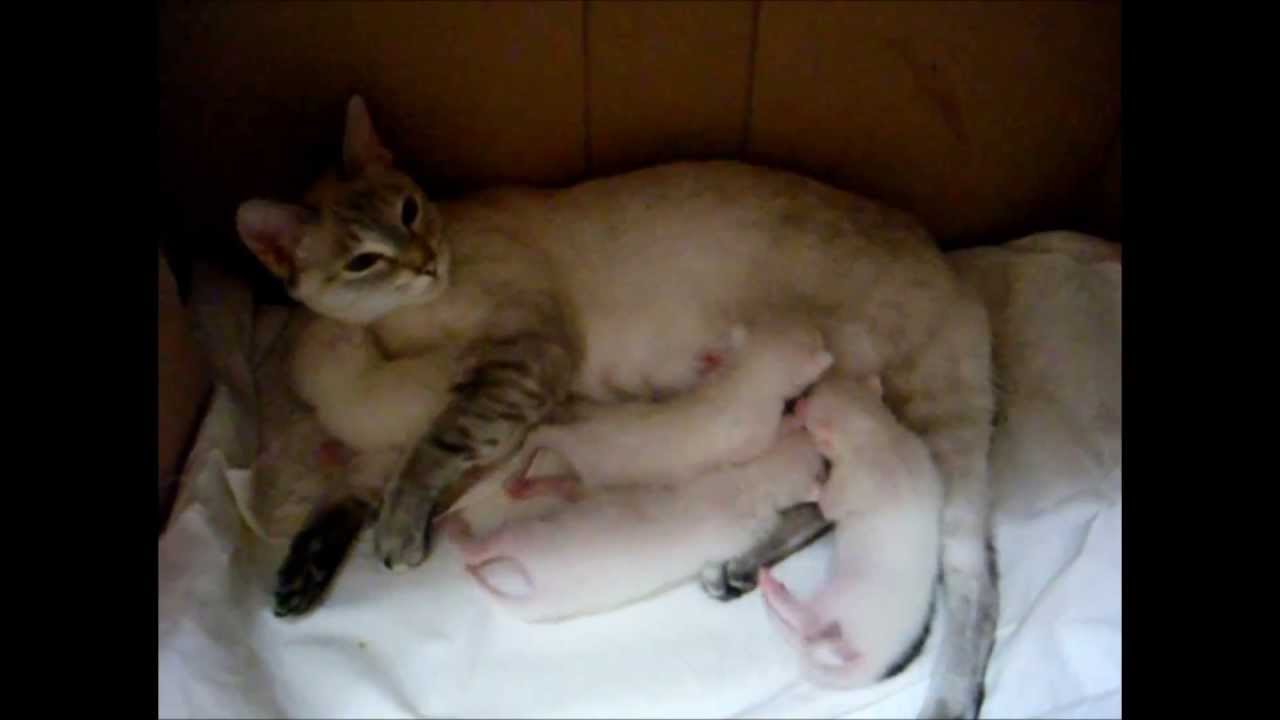 【ネコ】シャム風お母さん猫と子猫がわらわら【親子】
