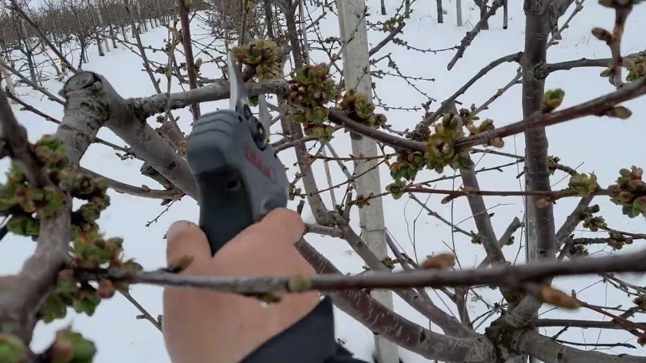 Sweet heart cherry on Gisela 5 pruning fast and easy (cires intensiv)