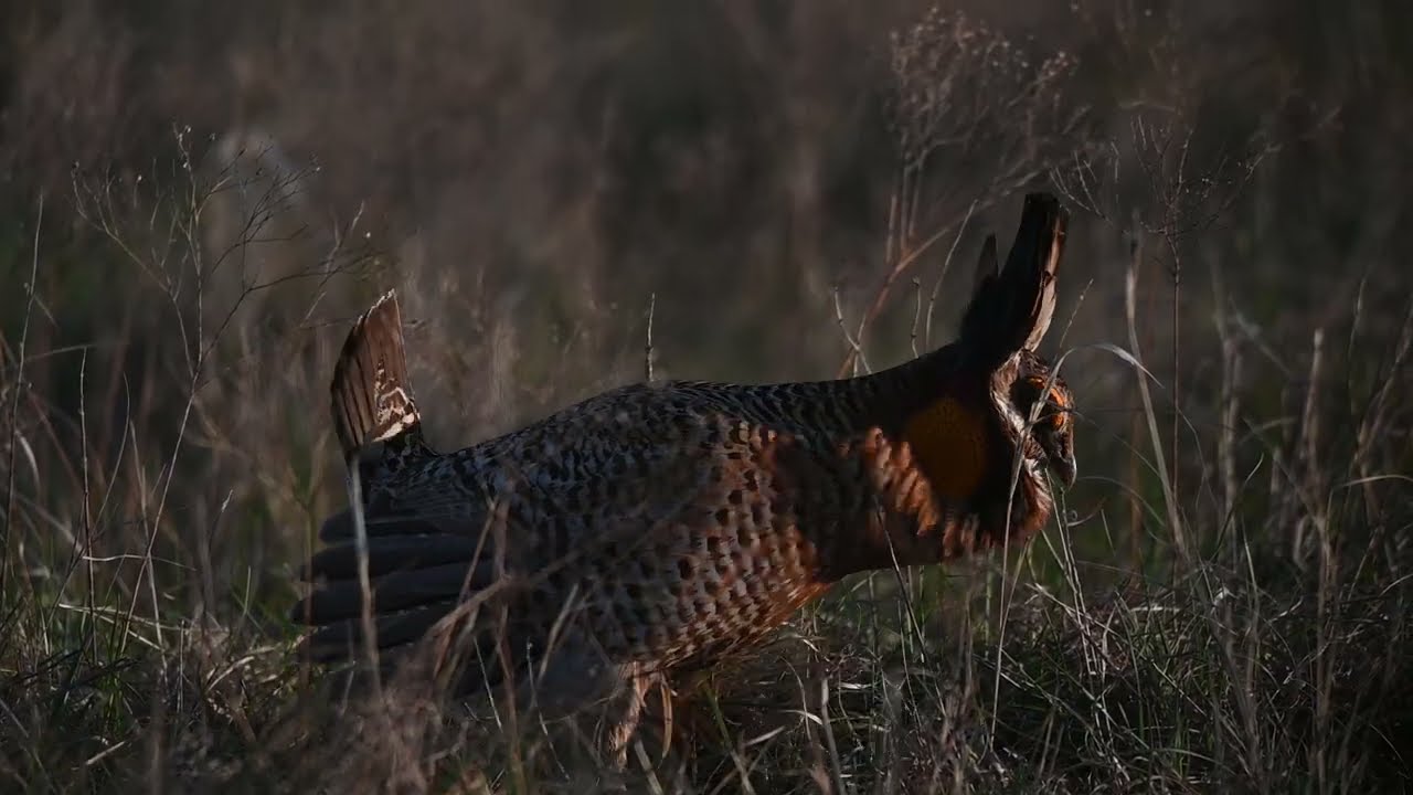Prairie Chicken closeup dance