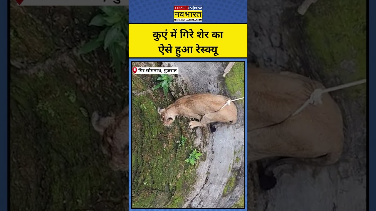 Gir Somnath Lion News : गिर सोमनाथ में कुंए में गिरे शेर को ऐसे निकाला गया | Shorts | Hindi News