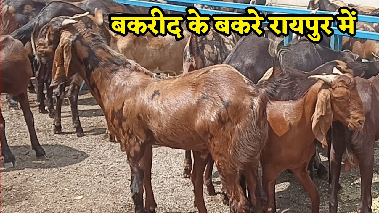 Live बकरीद के बकरे Verma Goat Farm Raipur