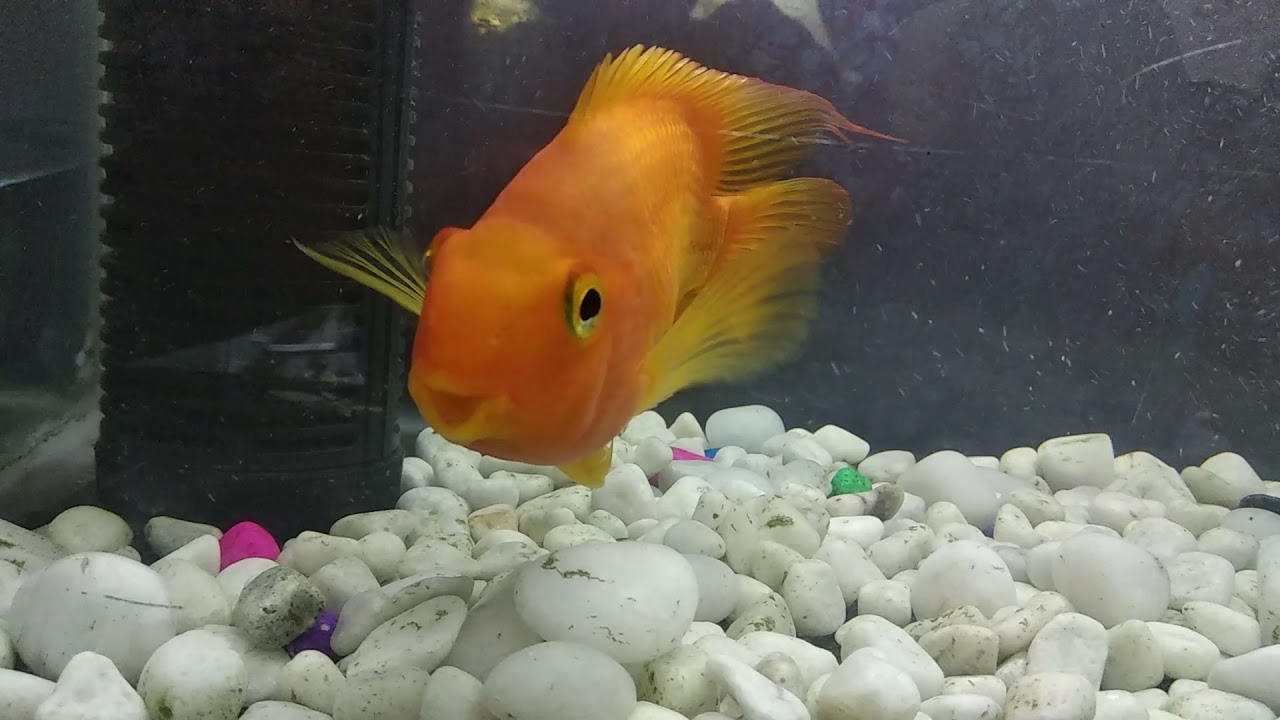 parrot fish cutest fish my pet