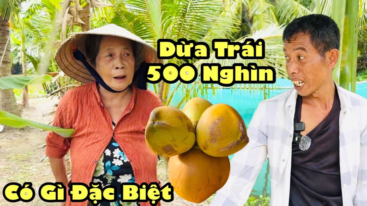 Độc lạ dừa bán một trái 500 ngàn của thành có gì đặc biệt mà giá trên trời 