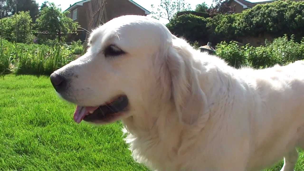 Home Life : Two Golden Retriever Dogs Play-Fighting {Nice Cute Factor!}