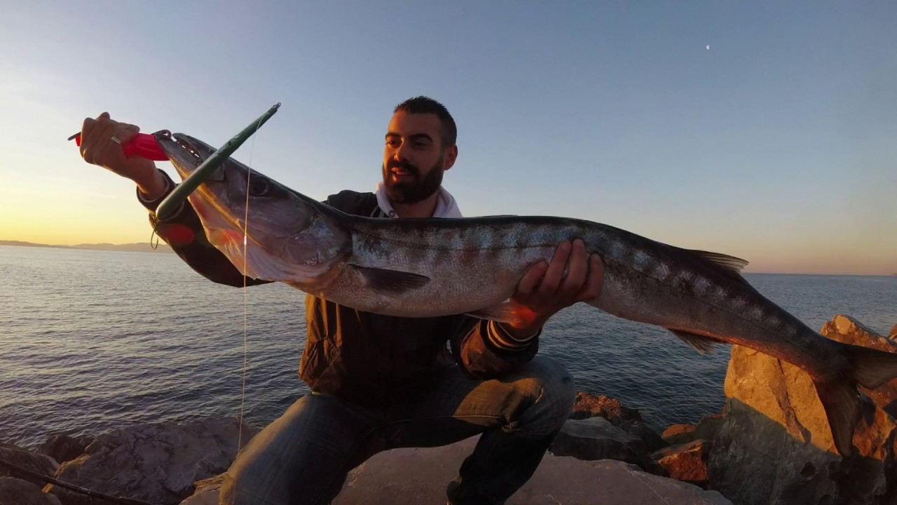 Spinning Barracuda in Topwater
