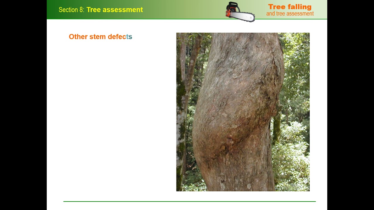 Tree assessment for chainsaw operators