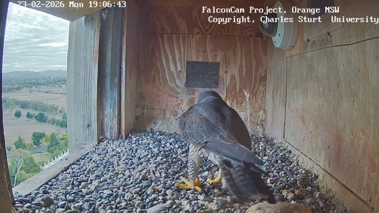 Our funny boy Gimbir! FalconCam Project, Orange NSW, 23 February 2026