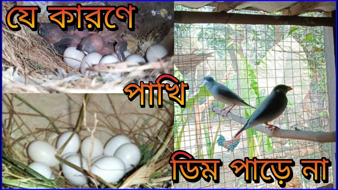 Java Pakhi Breed na Korar Karon || Java Pakhi Dim Deina Kano || How To Breed Java Sparrow
