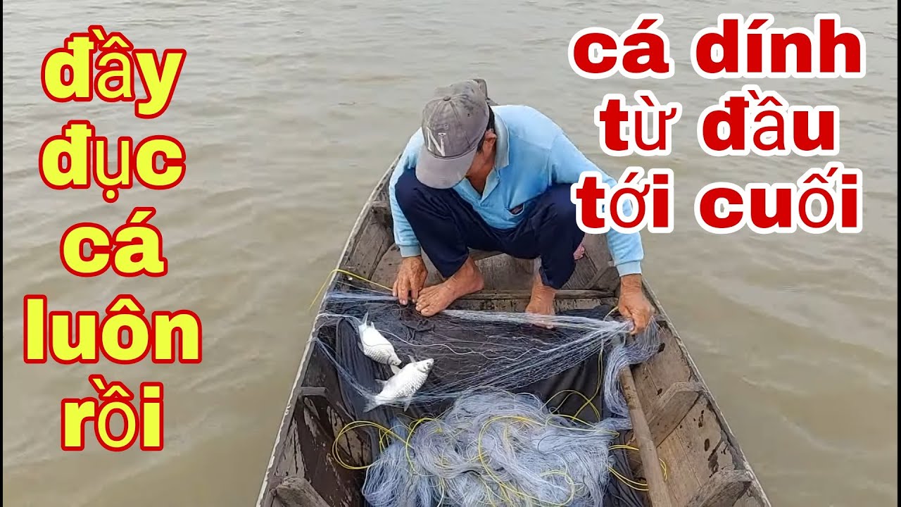Thả Lưới Cá Mè , Cá Dính Từ Đầu Tới Cuối Thấy Phát Ham Luôn # SĂN BẮT ĐỒNG THÁP #
