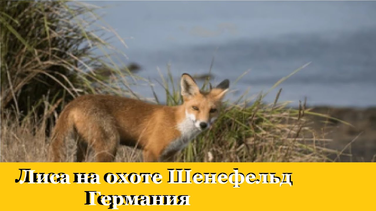 Лиса на охоте. Что делает лиса в поле?