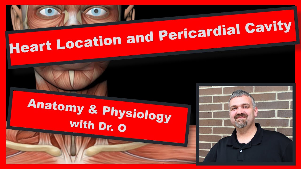 The Pericardial Cavity:  Anatomy and Physiology