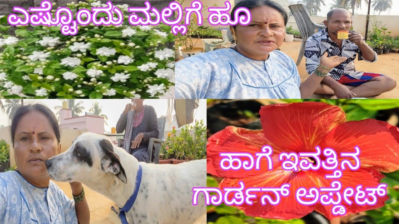 ಎಷ್ಟೊಂದು ಮಲ್ಲಿಗೆ ಹೂ ಹಾಗೆ ಇವತ್ತಿನ ಗಾರ್ಡನ್ ಅಪ್ಡೇಟ್ 