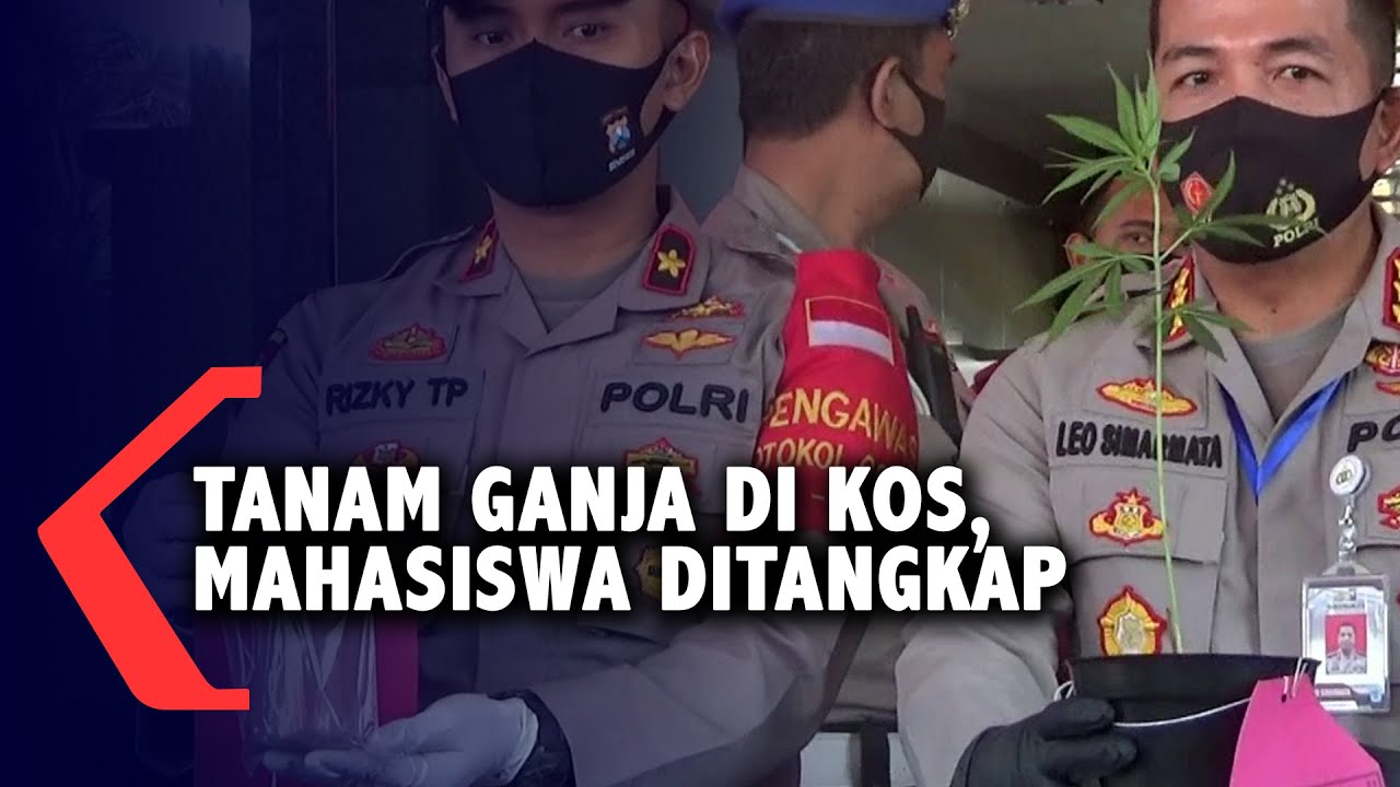 Tanam Ganja di Kos, Mahasiswa Ditangkap Polisi