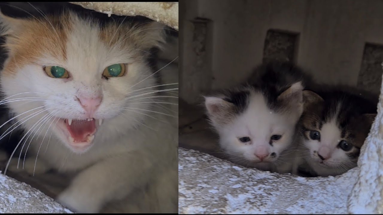 Mother cat Attacked me thinking I would harm her Kittens.