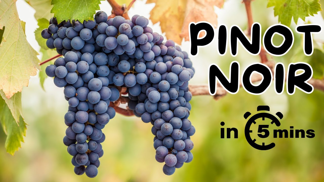 Разберитесь в тонкостях вина Пино Нуар менее чем за 5 минут.
