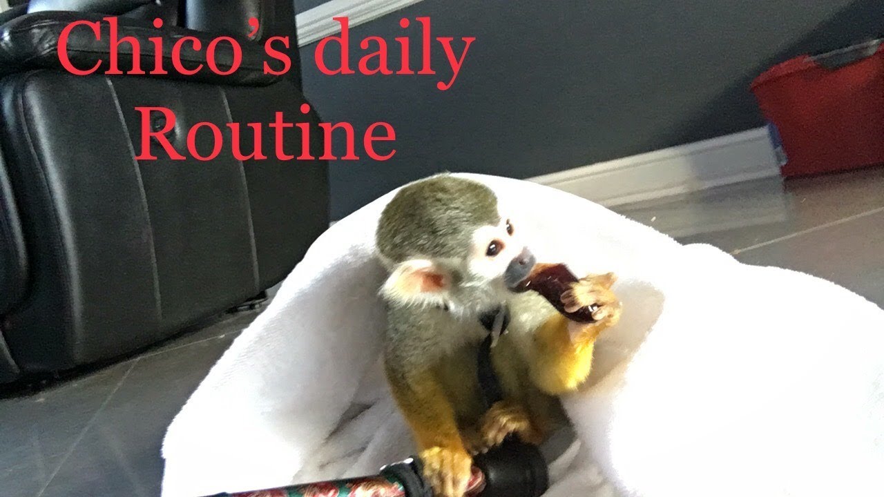 Pet  monkey Daily Routine |  food prep ,clean cage ,bath, and more