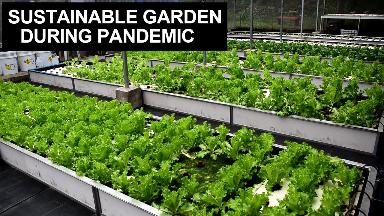 GARDENING & SUSTAINABLE LIVING DURING A PANDEMIC I FOOD SECURITY