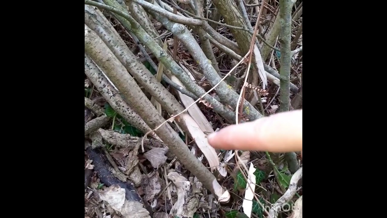 Well, had a go at hedgelaying....